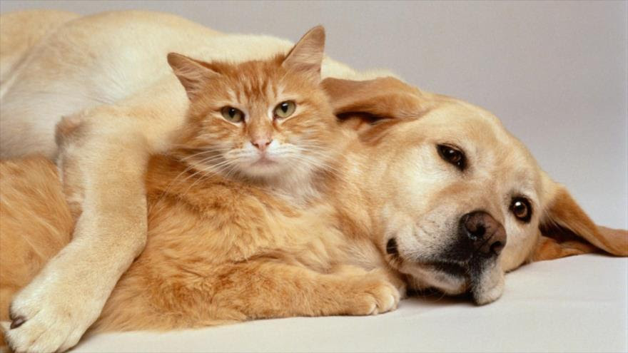 perro-y-gato
