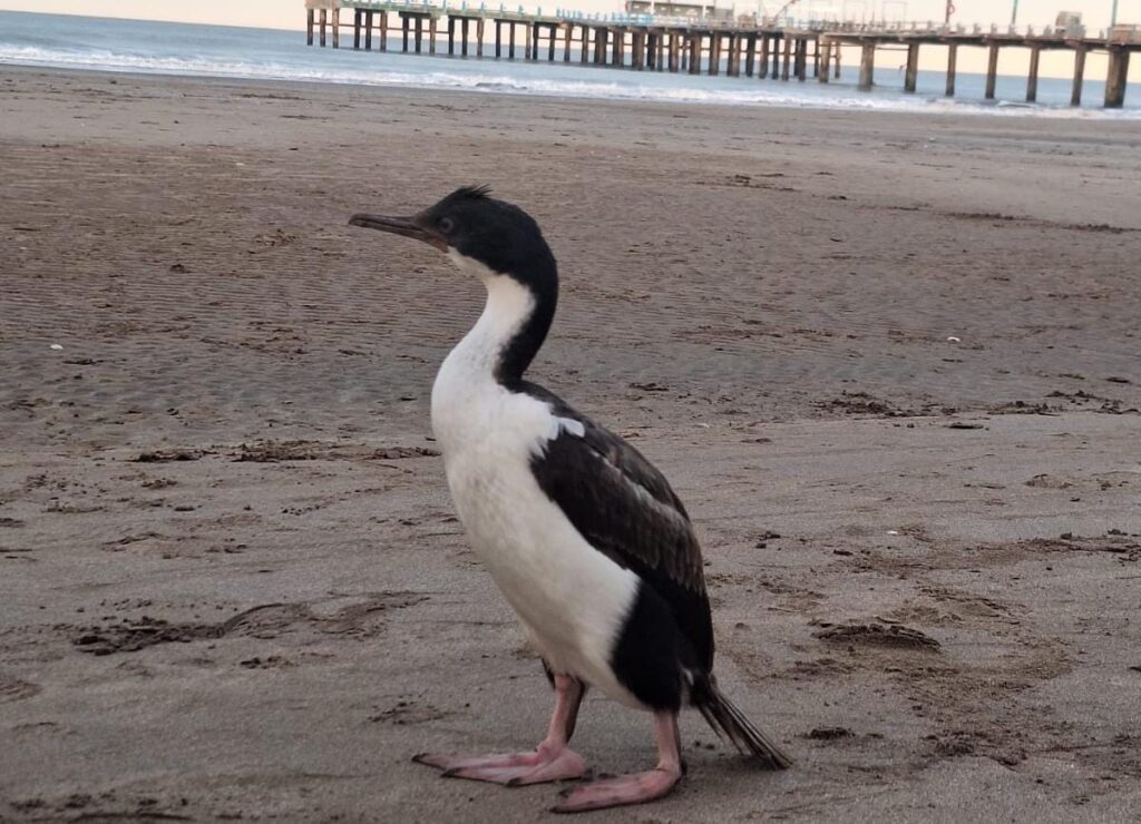 pinguino
