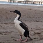 Cómo actuar ante la aparición de animales marinos en la playa