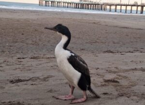 pinguino